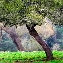 arbre 06_03_11 n02